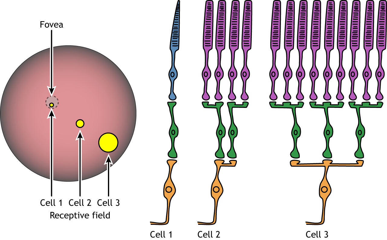 receptive_field